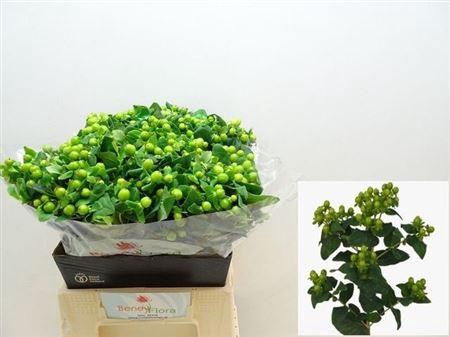 <h4>Hyp Mag Green Power</h4>