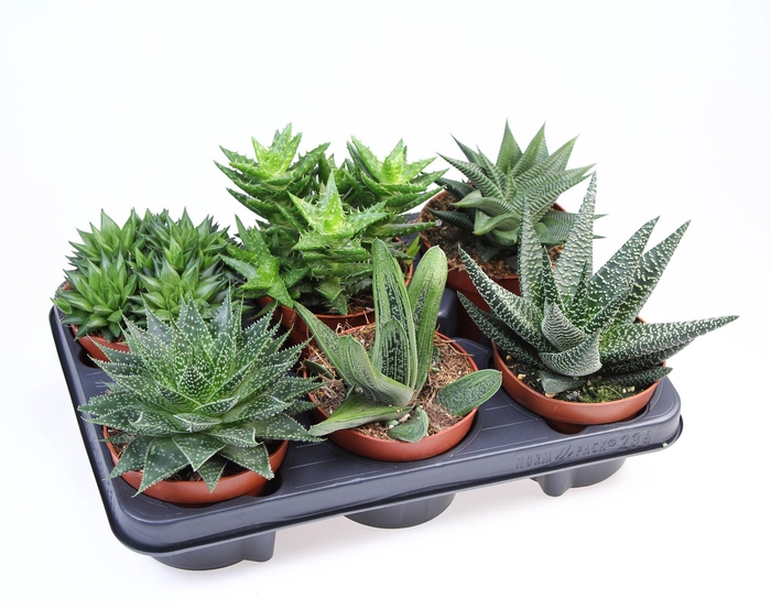 Aloe   ...mix
