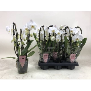 Phalaenopsis Elegant Cascade White 12Ø 40cm 3st 18