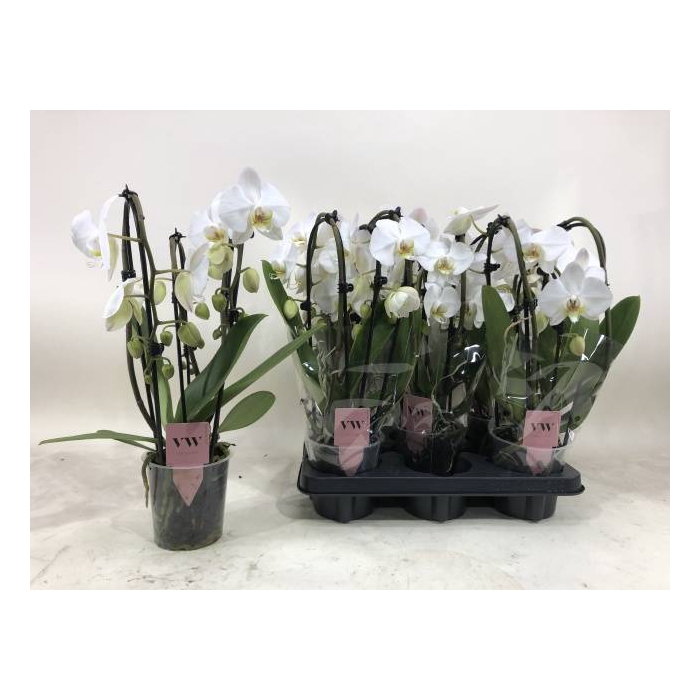 <h4>Phalaenopsis Elegant Cascade White 12Ø 40cm 3st 18</h4>