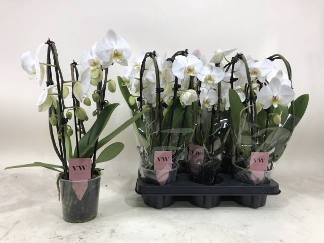 Phalaenopsis Elegant Cascade White 12Ø 40cm 3st 18