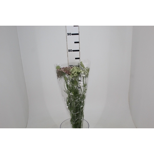 AMMI MAJUS DARA 060 CM