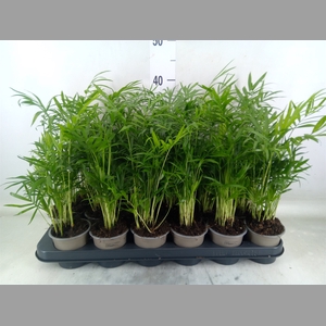 Chamaedorea elegans