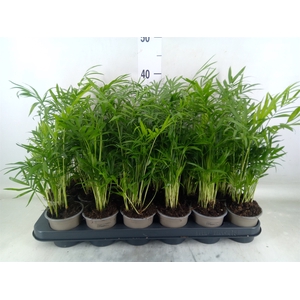 Chamaedorea elegans