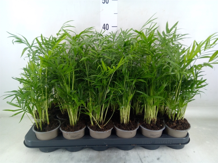 <h4>Chamaedorea elegans</h4>