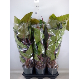 Philodendron  'Red Emerald'