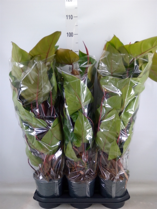 <h4>Philodendron  'Red Emerald'</h4>