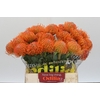 Nutans Ayoba Orange