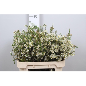 Chame Un Carlys Whit