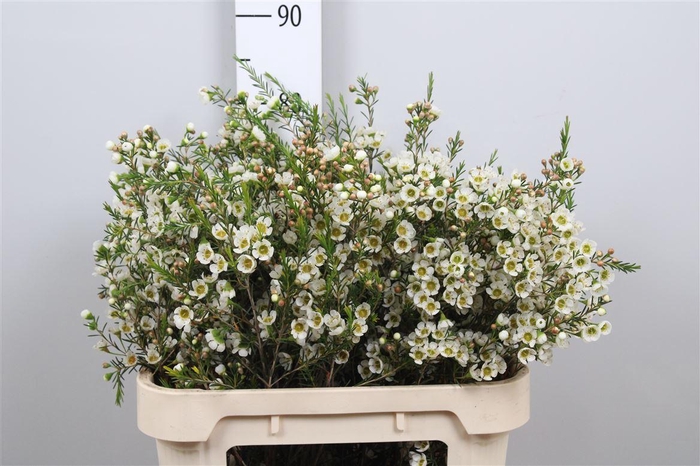 <h4>Chame Un Carlys Whit</h4>