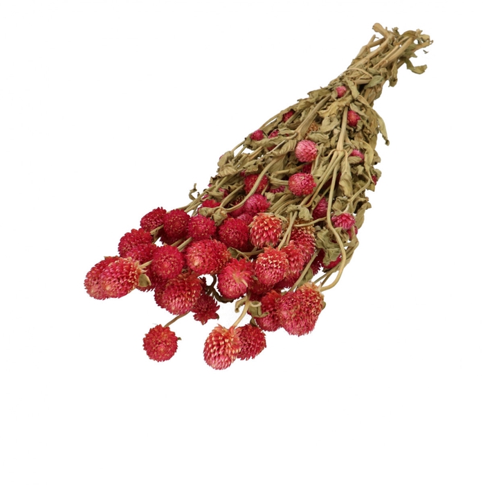 <h4>Dried flowers Gomphrena 65cm 110g</h4>