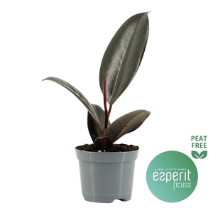 Ficus elastica Abidjan