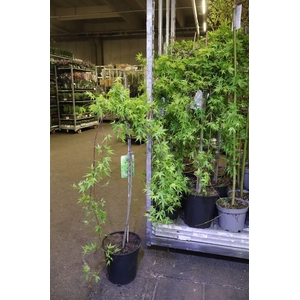 arr8 Acer Palm Dissectum