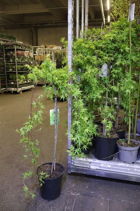 <h4>arr8 Acer Palm Dissectum</h4>