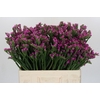 Limonium sinuatum Rosa Sun Birds