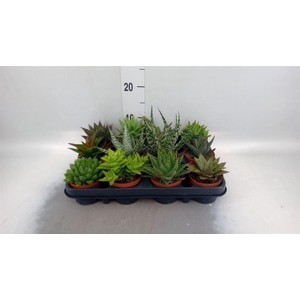 Aloe   ...mix