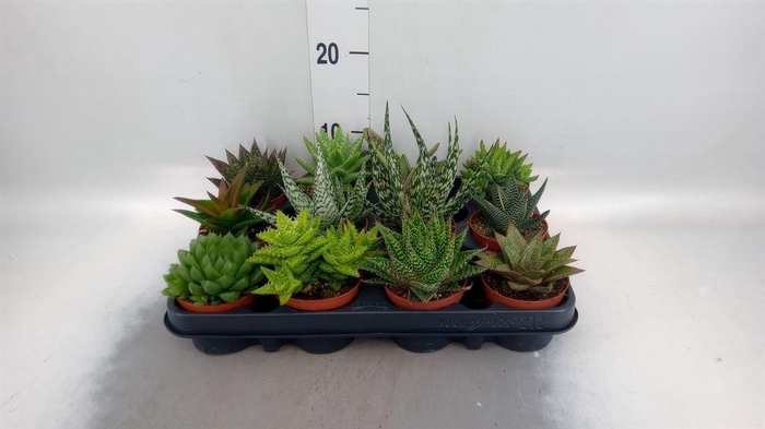 <h4>Aloe   ...mix</h4>