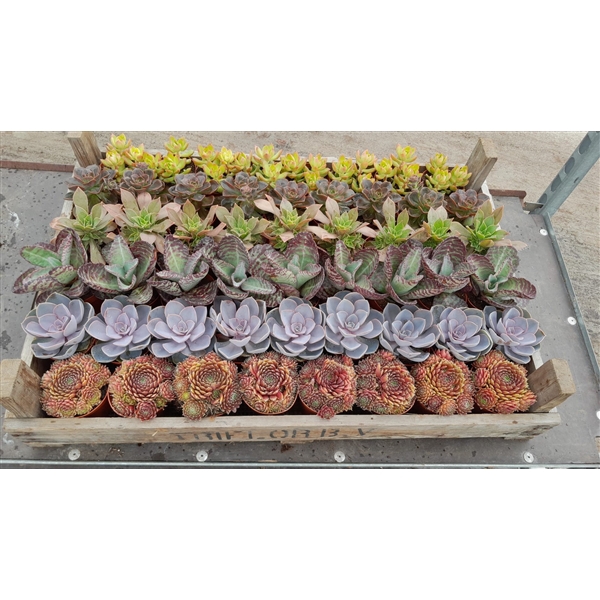 <h4>Succulenten mix in gazen bak</h4>