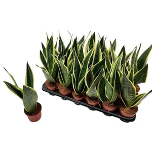 SANSEV TRIFASCIA  OV