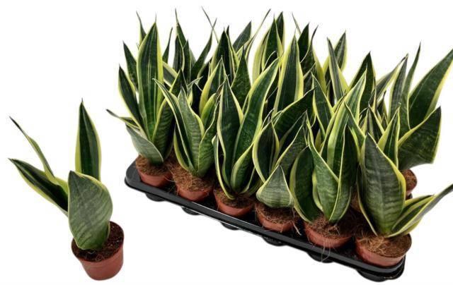 <h4>SANSEV TRIFASCIA  OV</h4>