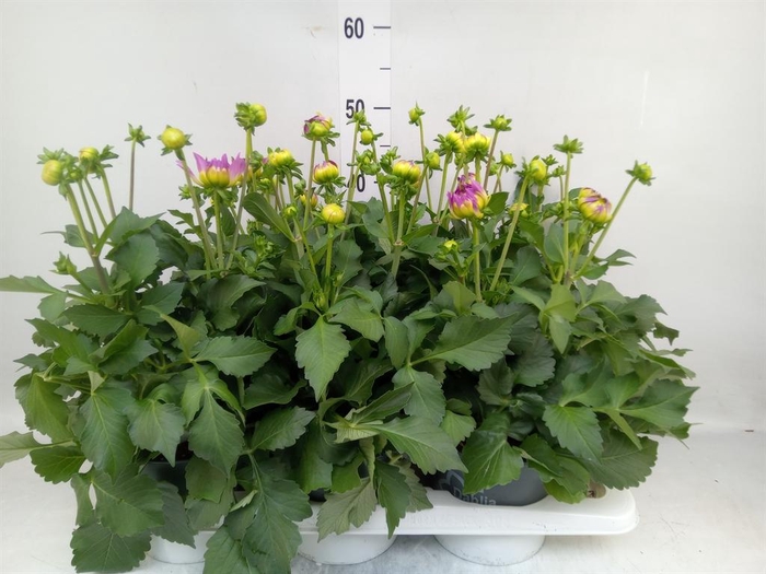 <h4>Dahlia 'Dalina Maxi Bonita'</h4>