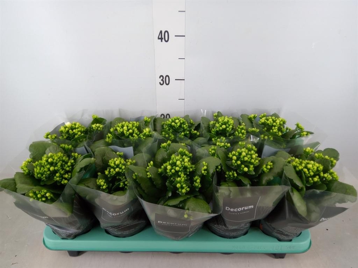 <h4>Kalanchoe blos. 'Skydive'</h4>