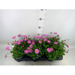 Brachycome  'Fresco Candy'