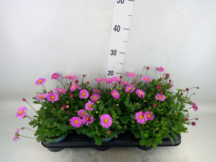 <h4>Brachycome  'Fresco Candy'</h4>