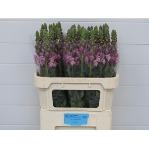 Antirrhinum Lavender