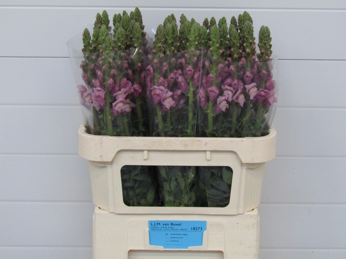 <h4>Antirrhinum Lavender</h4>