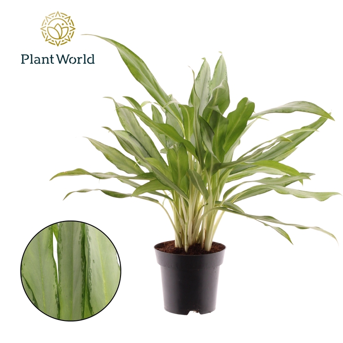 <h4>Aglaonema White Lance</h4>