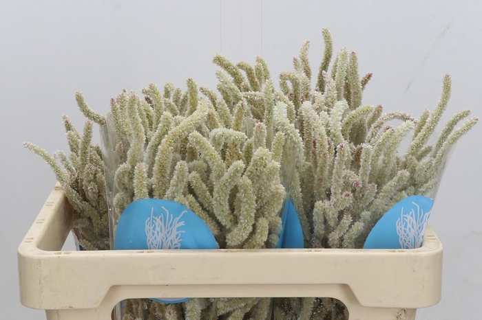 <h4>Amaranthus Yearming Desert</h4>