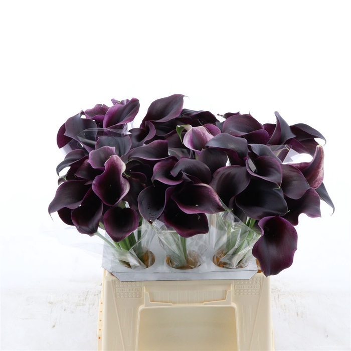 Calla Carrera