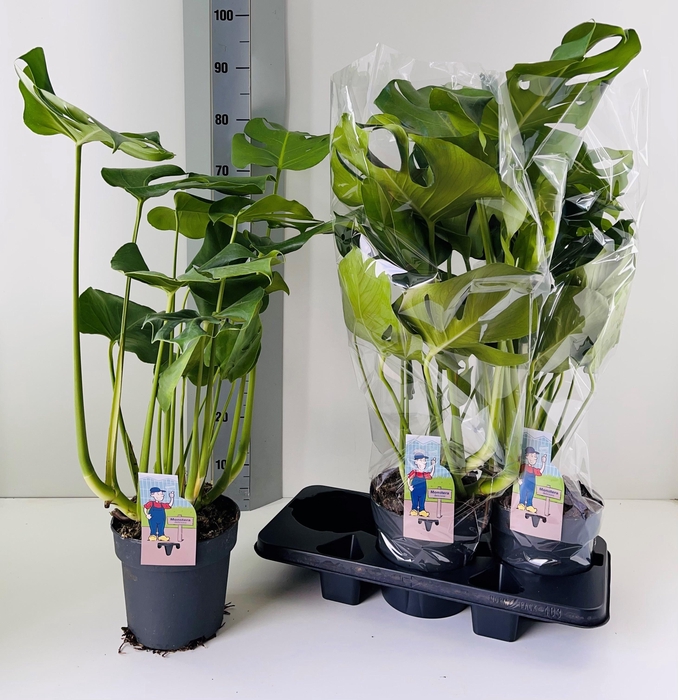 <h4>MONSTERA DELICIOSA</h4>