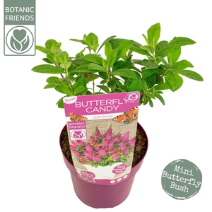 Buddleja Butterfly Candy Gemengd
