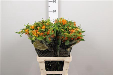 <h4>Ascl Tuberosa</h4>