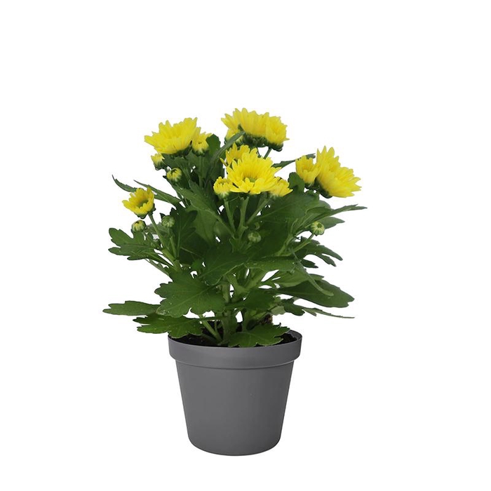 <h4>CHRYS.IND.HYBRID MINI</h4>