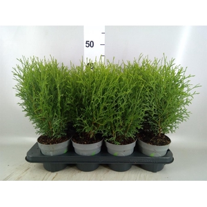 Thuja occid. 'Tiny Tim'