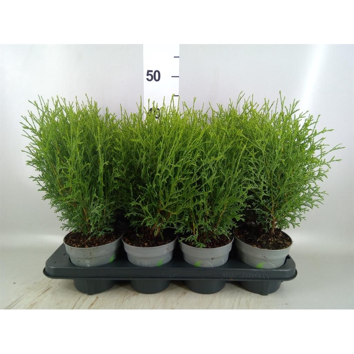 <h4>Thuja occid. 'Tiny Tim'</h4>