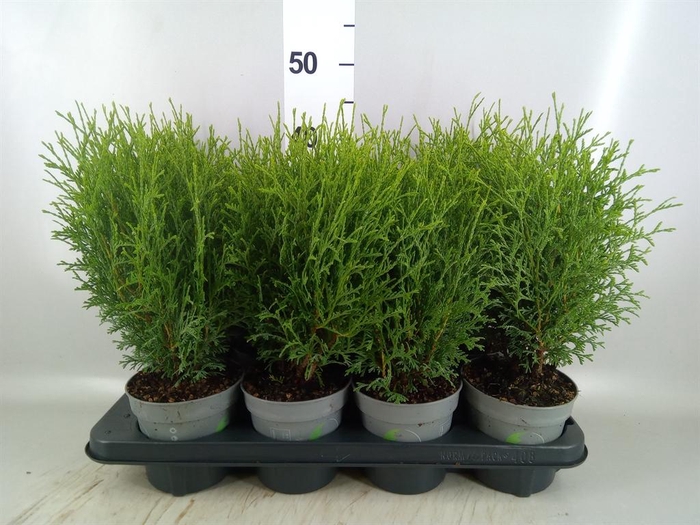 <h4>Thuja occid. 'Tiny Tim'</h4>