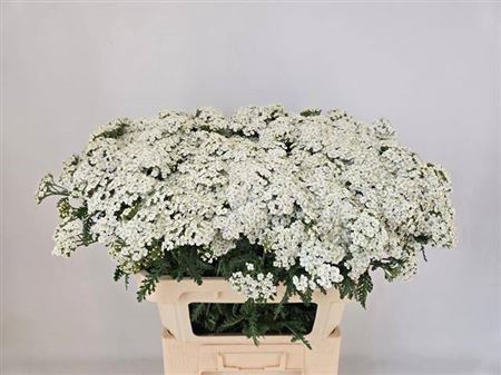 <h4>Achil M White Beauty</h4>
