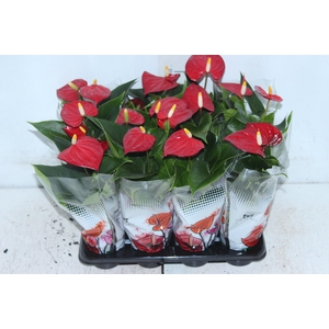 ANTHURIUM P06 VERMELHO