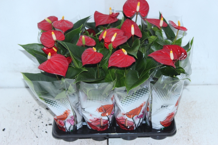 ANTHURIUM P06 VERMELHO