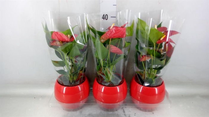 <h4>Anthurium andr. 'Karma Red'</h4>