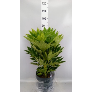 Fatsia japonica 'Variegata'