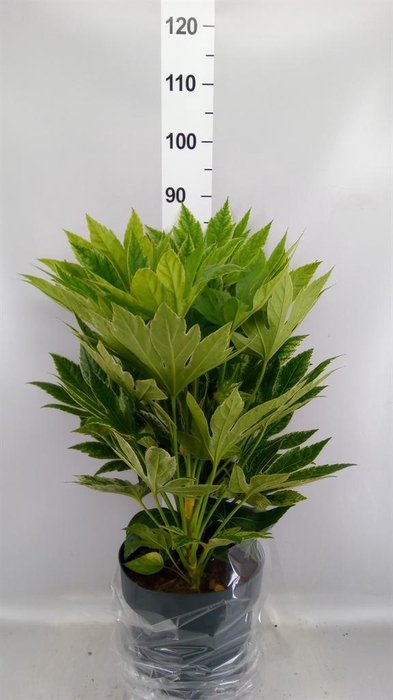 <h4>Fatsia japonica 'Variegata'</h4>