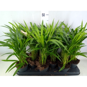 Dypsis lutescens   ...Chrysalidoca