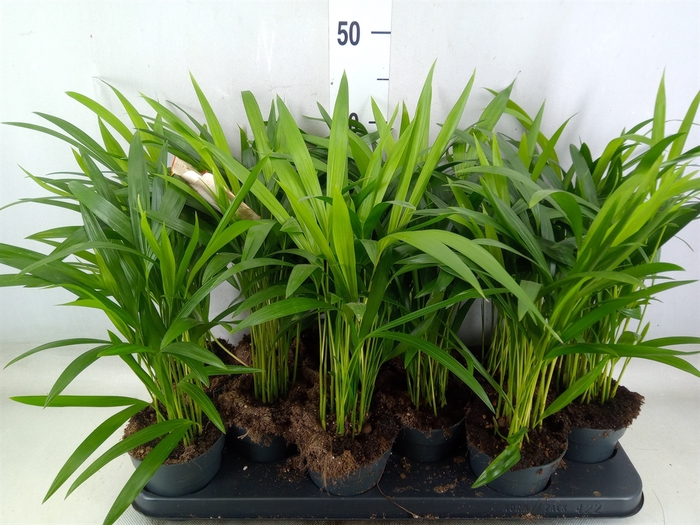 <h4>Dypsis lutescens   ...Chrysalidoca</h4>