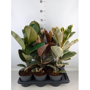 Ficus elastica   ...