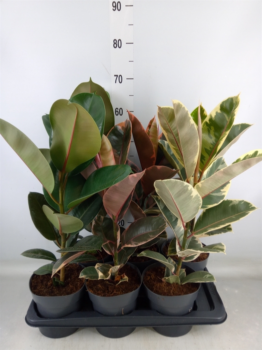 <h4>Ficus elastica   ...</h4>